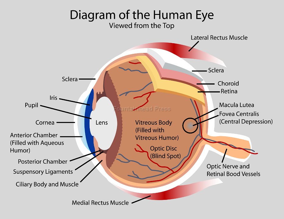 Human structure. Человеческий глаз анатомия. Human Eye diagram. Eye structure. Human Eye structure.