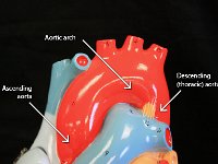 01 Aortic arch-ascending aorta-descending aorta : aortic arch, ascending aorta, descending aorta, aorta