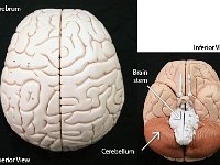 01 Cerebrum-Cerebellum-01 : cerebrum, cerebellum, human brain