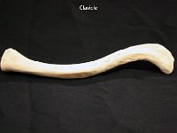 01 Clavicle : clavicle, collar bone, thoracic region, pectoral girdle