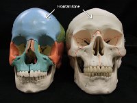 01 Frontal bone : frontal bone, forehead, cranial bone, skull