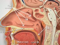 01 Nasal concahe-palate-uvula-palatine tonsils-01 : nasal conchae, palate, uvula, palatine tonsils