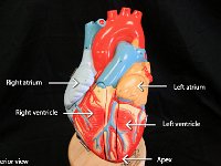 01 left-right atrium-left-right-ventricle-apex : apex, left atrium, right atrium, left ventricle, right ventricle
