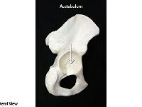 02 Acetabulum : acetabulum, os coxa, head of the femur, pelvic girdle