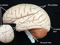 02 Frontal-parietal-temporal-occiptal-lobes-01 : frontal lobe, parietal lobe, temporal lobe, occipital lobe