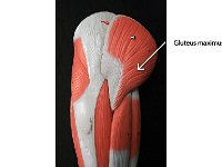 02 Gluteus maximus : gluteus maximus, gluteal region, buttocks, pelvic and gluteal muscles