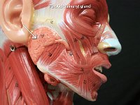 02 Parotid-salvary-gland : parotid gland, salivary gland, mouth, oral cavity