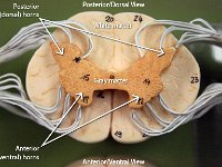 02 Posterior-anterior horns-gray-white matter-01 : anterior horns, posterior horns, gray matter, spinal cord