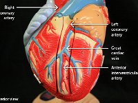02 left-right coronary artery-great cardiac vein-anterior interventricular artery-01 : left coronary artery, right coronary artery, great cardiac vein, anterior interventricular artery