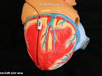 03 Circumflex artery : circumflex artery, coronary artery, heart