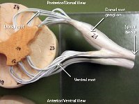 03 Dorsal-Ventral root-ganglion-spinal nerve : spinal nerve, dorsal root, ventral root, dorsal root ganglion