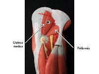 03 Gluteus maximus-Piriformis : piriformis, gluteus maxiumus, thigh, pelvic and gluteal muscle