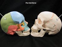 03 Parietal Bone-01 : parietal bone, pair, cranial bone, skull