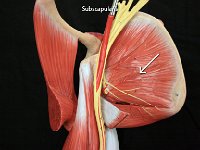 03 Subscapularis : subscapularis, scapula, shoulder muscle