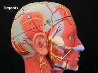 03 Temporalis-Masseter : masseter, temporalis, facial muscles, muscles of mastication