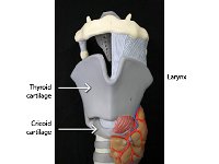 03 Thyroid-crycoid cartilage-thyroid : larynx, thyroid cartilage, cricoid cartilage, voice box