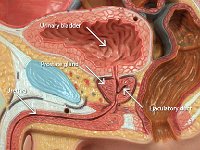 03 Urinary bladder-prostate gland-urethra-ejaculatory duct-01 : ejaculatory duct, prostate gland, urethra, urinary bladder