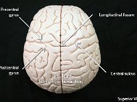 04 Lateral sulcus : longitudinal fissure, central sulcus, precentral gyrus, postcentral gyrus