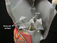 04 Arytenoid cartilage-glottis : arytenoid cartilage, glottis, vocal cords, larynx