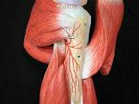 04 Axillary nerve : axillary nerve, shoulder, brachial plexus, spinal nerve plexus