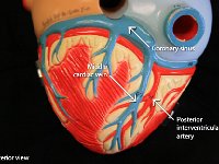 04 Coronary Sinus0posterior interventricular artery-middle cardiac vein : coronary sinus, posterior interventricular artery, middle cardiac vein