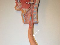 04 Esophogus : esophagus, pharynx, stomach, trachea