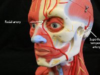 04 Facial artery-superficial temporal artery-01 : facial artery, superficial temporal artery, external carotid artery, arteries of the head