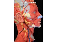 04 Sternocleidomastoid : sternocleidomastoid, anterior neck, neck muscle