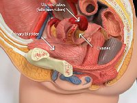 04 Uterine tubes-urinary bladder-ovaries-01 : ovaries, uterine tube, urinary bladder, female reproductive system