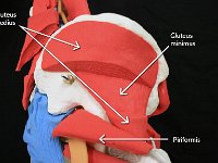 04 gluteus-medius-minimus-piriformis : gluteus medius, gluteus minimus, piriformis, pelvic and gluteal muscles