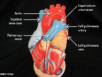 05 Aorta-superior vena cava-left-pulmonary trunk-left pulmonary artery-ligamentum arteriosum : aorta, superior vena cava, pulmonary trunk, left pulmonary artery, left pulmonary vein, ligamentum arteriosum