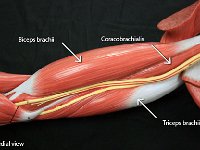 06 Biceps-triceps-coracobrachialis : biceps brachii, triceps brachii, coracobrachialis, upper arm muscles