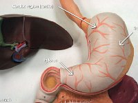 05 Cardiac region-body-pylorus-stomach : stomach, cardiac region, body, pylorus, cardia