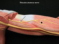 05 Musculocutaneous nerve : musculocutaneous nerve, arm, brachial plexus, spinal nerve plexus
