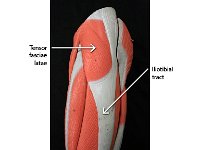 05 Tensor fasciae-iliotibial tract : tensor fasciae latae, iliotibial tract, pelvic and gluteal muscles