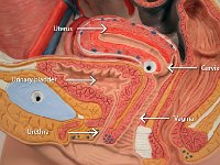 05 Uterus-urinary bladder-cervix-urethra-vagina-01 : uterus, urinary bladder, urethra, cervix, vagina