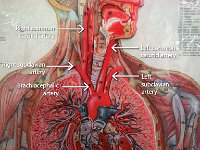 06 Carotid-Subclavian arteries-01 : right subclavian artery, left subclavian artery, aortic arch, brachiocephalic artery