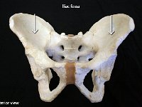 01 Pelvic girdle : iliac fossa, iliac crest, ilium, pelvic girdle