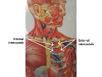 06 Intercoastals : internal intercostals, external intercostals, ribs, abdomen