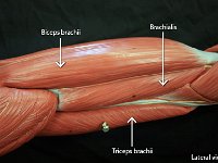 06 biceps-triceps-brachialis : brachialis, biceps brachii, triceps brachii, upper arm muscles