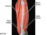 06 sartorius-vastus medialis-rectus femoris-vastus lateralis : sartorius, vastus medialis, vastus lateralis, rectus femoris