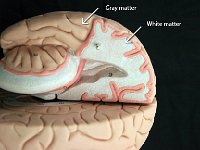 06 white-gray-matter-01 : white matter, gray matter, human brain, brain stem