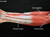07 Brachioradialis-Palmaris longus-Pronator teres : brachioradialis, palmaris longus, pronator teres, forearm muscles