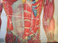 07 Obdominus-obliques : internal oblique, external oblique, transverse abdominus, rectus abdominus