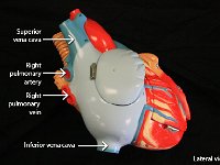 07 Superior-inferior vena cava-right pulmonary artery-vein : superior vena cava, inferior vena cava, right pulmonary artery, right pulmonary vein