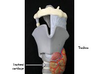 07 Trachea-tracheal cartilage : trachea, tracheal cartilage, windpipe, cartilage rings