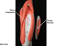 07 Vastus intermedium-rectus femoris-01 : vastus intermedius, rectus femoris, upper leg muscles