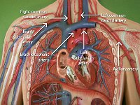 08 Carotid-subclavian-brachiocephalic-axillary arteries : axillary artery, brachiocephalic artery, right subclavian artery, right common carotid artery, left subclavian artery, left common carotid artery