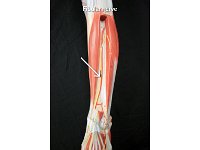 08 Fibular nerve : fibular nerve, sciatic nerve, lower leg, lumbosacral plexus