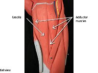 08 Gracilis-Adductor Muscles : gracilis, abductor muscles, thigh, upper leg muscles
